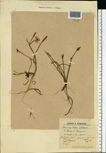 Coptidium pallasii (Schltdl.) A. & D. Löve, Eastern Europe, Northern region (E1) (Russia)