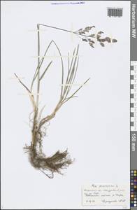 Poa pratensis L., Eastern Europe, Central forest region (E5) (Russia)
