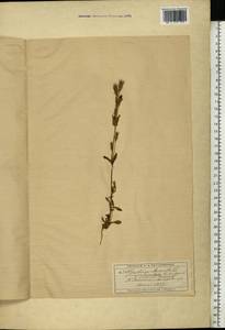Gentianella amarella var. lingulata (C. Agardh) T. Karlsson, Eastern Europe, Moscow region (E4a) (Russia)