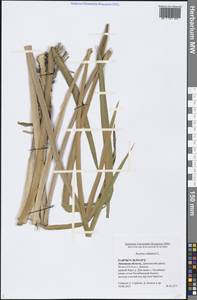 Acorus calamus L., Eastern Europe, Central forest-and-steppe region (E6) (Russia)