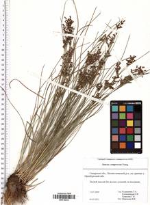 Juncus compressus Jacq., Eastern Europe, Middle Volga region (E8) (Russia)