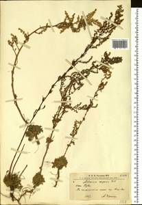 Artemisia scoparia Waldst. & Kit., Siberia, Altai & Sayany Mountains (S2) (Russia)