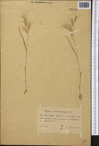 Bromus lanceolatus Roth, Middle Asia, Western Tian Shan & Karatau (M3) (Kazakhstan)