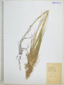 Agrostis clavata Trin., Siberia, Russian Far East (S6) (Russia)