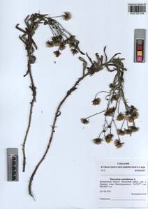 Hieracium umbellatum L., Siberia, Altai & Sayany Mountains (S2) (Russia)