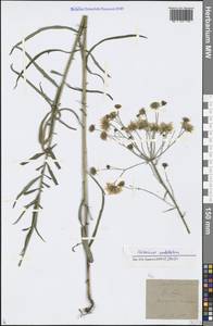 Hieracium umbellatum L., Eastern Europe, Central region (E4) (Russia)