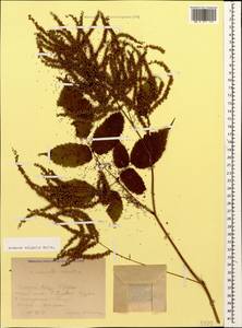 Aruncus dioicus var. kamtschaticus (Maxim.) Hara, Caucasus, Krasnodar Krai & Adygea (K1a) (Russia)