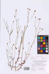 Crepis tectorum L., Eastern Europe, Lower Volga region (E9) (Russia)