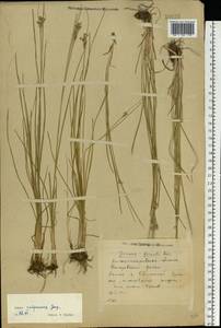 Juncus compressus Jacq., Eastern Europe, South Ukrainian region (E12) (Ukraine)