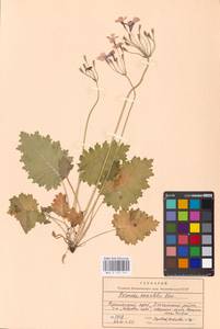 Primula saxatilis Kom., Siberia, Russian Far East (S6) (Russia)