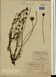 Taraxacum officinale Weber ex F. H. Wigg., Crimea (KRYM) (Russia)