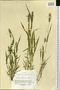 Setaria viridis (L.) P.Beauv., Siberia, Altai & Sayany Mountains (S2) (Russia)