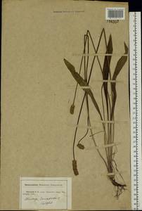 Plantago lanceolata L., Eastern Europe, Central forest-and-steppe region (E6) (Russia)