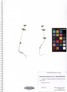 Lamium amplexicaule var. orientale (Pacz.) Mennema, Eastern Europe, Middle Volga region (E8) (Russia)