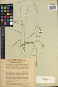 Agrostis clavata Trin., Caucasus, Stavropol Krai, Karachay-Cherkessia & Kabardino-Balkaria (K1b) (Russia)