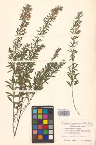 Lespedeza juncea (L.f.) Pers., Siberia, Russian Far East (S6) (Russia)