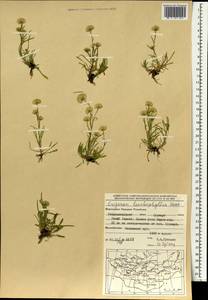 Erigeron lonchophyllus Hook., Mongolia (MONG) (Mongolia)
