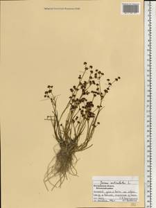 Juncus articulatus L., Eastern Europe, Central forest region (E5) (Russia)