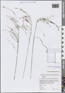 Glyceria lithuanica (Gorski) Gorski, Siberia, Baikal & Transbaikal region (S4) (Russia)