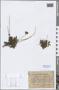 Pilosella officinarum Vaill., Eastern Europe, Volga-Kama region (E7) (Russia)