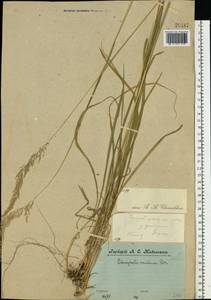 Calamagrostis arundinacea (L.) Roth, Eastern Europe, Central forest region (E5) (Russia)