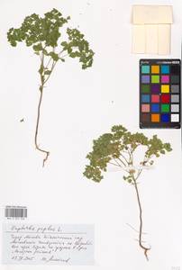 Euphorbia peplus L., Eastern Europe, Moscow region (E4a) (Russia)