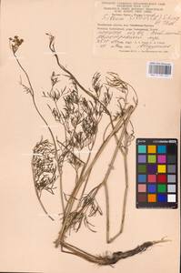 Silaum silaus (L.) Schinz & Thell., Eastern Europe, Eastern region (E10) (Russia)