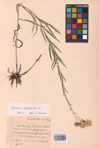 Hieracium umbellatum L., Siberia, Russian Far East (S6) (Russia)