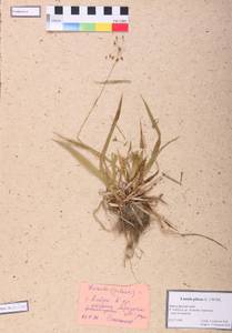 Luzula pilosa (L.) Willd., Siberia, Altai & Sayany Mountains (S2) (Russia)