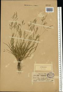 Poa annua L., Eastern Europe, North-Western region (E2) (Russia)