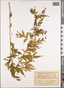 Solanum dulcamara L., Siberia, Baikal & Transbaikal region (S4) (Russia)