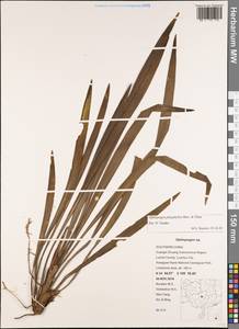 Ophiopogon platyphyllus Merr. & Chun, South Asia, South Asia (Asia outside ex-Soviet states and Mongolia) (ASIA) (China)
