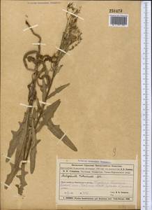 Lactuca tatarica (L.) C. A. Mey., Middle Asia, Muyunkumy, Balkhash & Betpak-Dala (M9) (Kazakhstan)