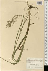 Glyceria lithuanica (Gorski) Gorski, Mongolia (MONG) (Mongolia)