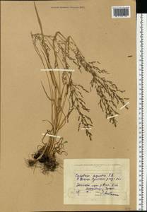 Catabrosa aquatica (L.) P.Beauv., Eastern Europe, North Ukrainian region (E11) (Ukraine)