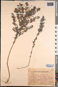 Lespedeza juncea (L.f.) Pers., Siberia, Russian Far East (S6) (Russia)