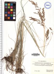 Poa angustifolia L., Eastern Europe, Eastern region (E10) (Russia)