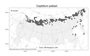 Coptidium pallasii (Schltdl.) Á. Löve & D. Löve, Atlas of the Russian Flora (FLORUS) (Russia)