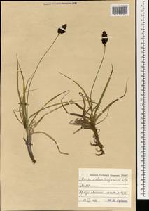 Carex melananthiformis Litv., Mongolia (MONG) (Mongolia)