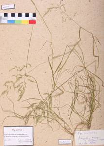 Poa pratensis L., Siberia, Altai & Sayany Mountains (S2) (Russia)