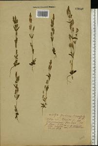 Gentianella amarella var. lingulata (C. Agardh) T. Karlsson, Eastern Europe, Central forest region (E5) (Russia)