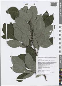 Salix caprea L., Siberia, Baikal & Transbaikal region (S4) (Russia)