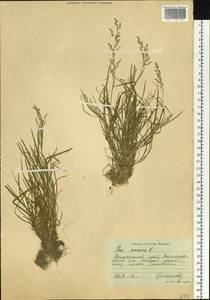 Poa annua L., Siberia, Russian Far East (S6) (Russia)