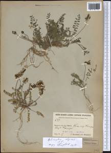 Astragalus alpinus L., Siberia, Baikal & Transbaikal region (S4) (Russia)