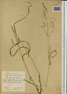 Glyceria lithuanica (Gorski) Gorski, Eastern Europe, Volga-Kama region (E7) (Russia)