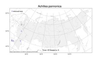 Achillea pannonica Scheele, Atlas of the Russian Flora (FLORUS) (Russia)