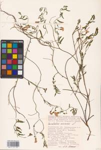 Convolvulus arvensis L., Eastern Europe, Lower Volga region (E9) (Russia)