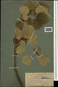 Populus tremula L., Caucasus, Armenia (K5) (Armenia)