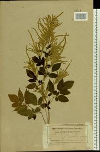 Aruncus dioicus var. kamtschaticus (Maxim.) Hara, Eastern Europe, Belarus (E3a) (Belarus)