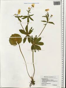 Ranunculus cassubicus L., Eastern Europe, Central region (E4) (Russia)